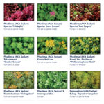 Standard Sedum-Mix Blanket - Plants 1
