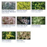 Standard Sedum-Mix Blanket - Plants 2