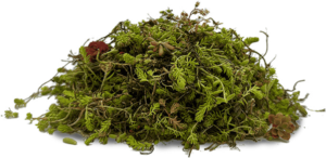 Roofscapes® Sedum Cuttings